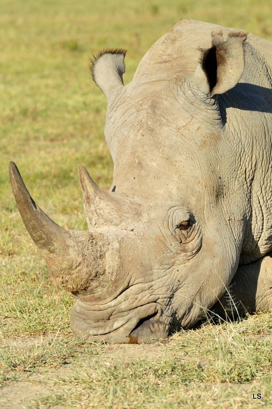 Rhinocéros blanc/White Rhino (13)