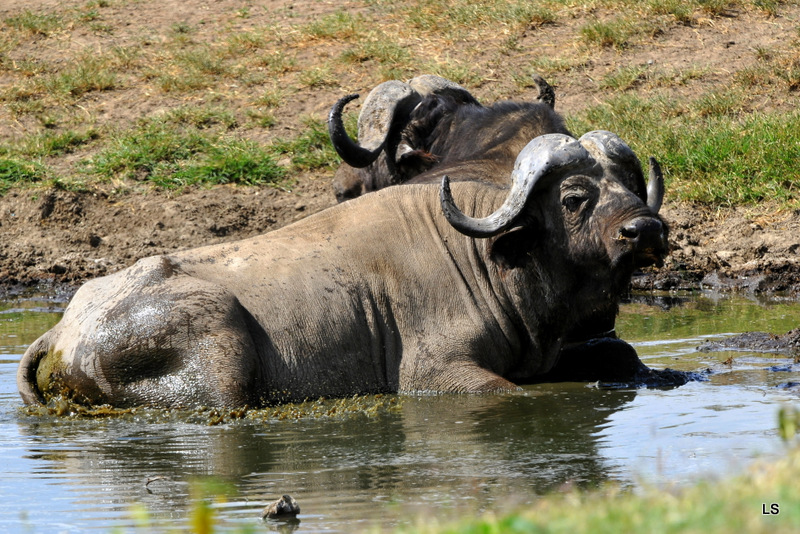 Buffle du Cap/Cape Buffalo (22)