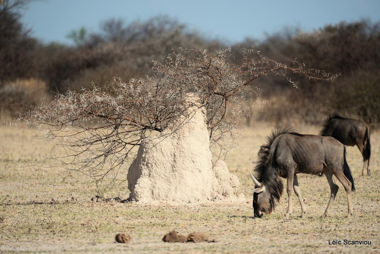 Gnou/Wildebeest (1)