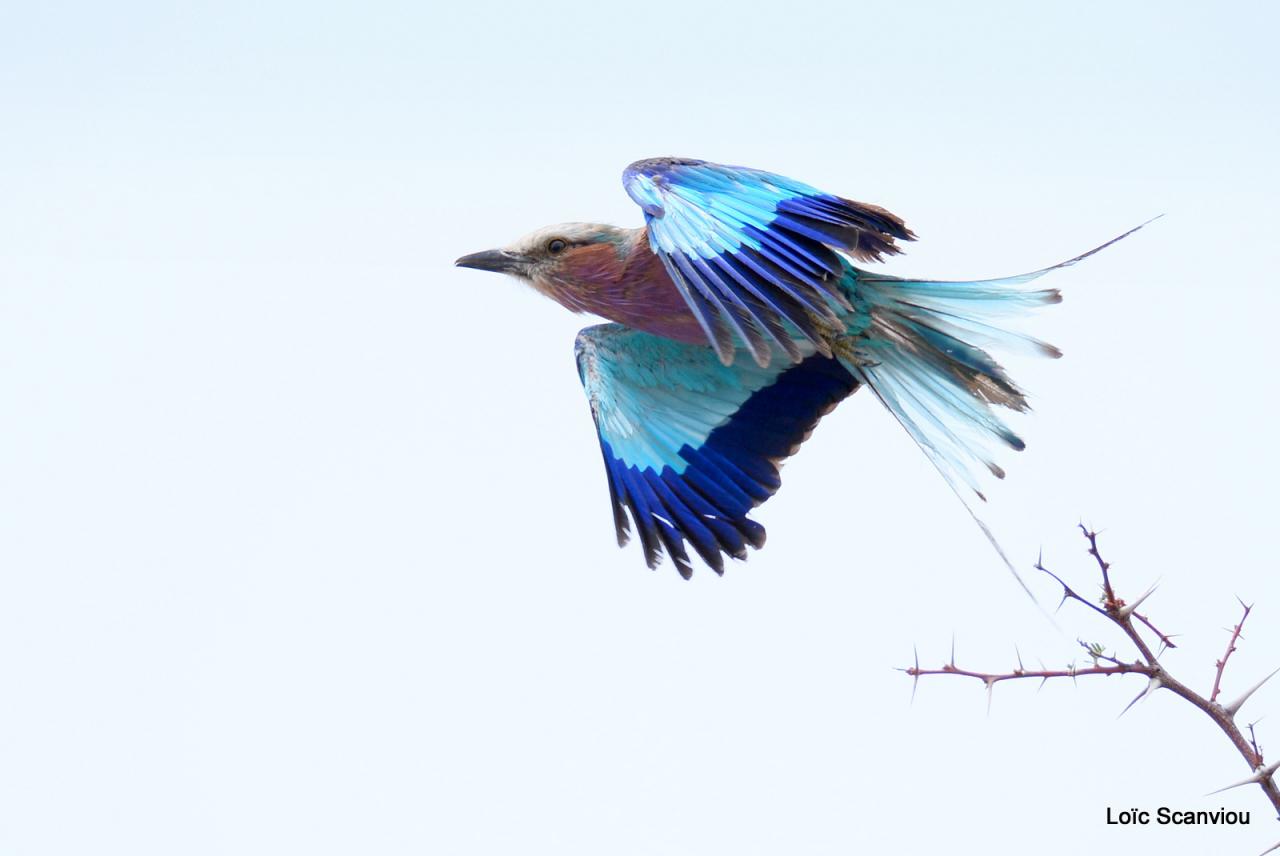 Rollier à longs brins/Lilac-breasted Roller (1)