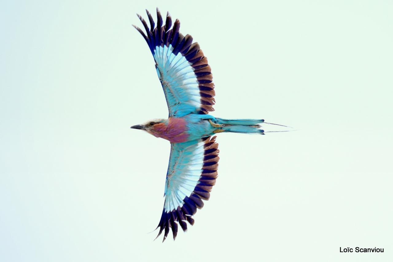 Rollier à longs brins/Lilac-breasted Roller (2)