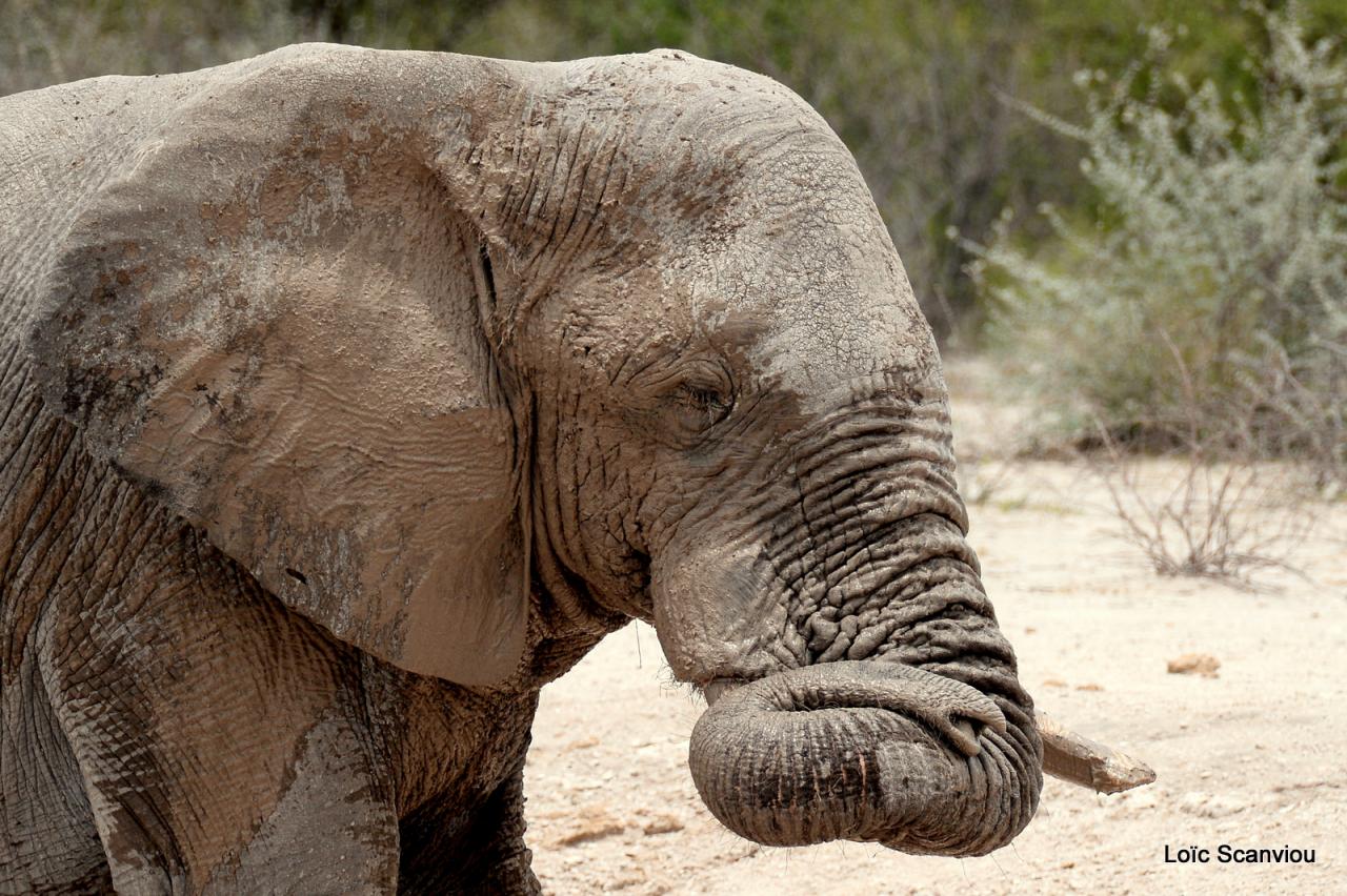 Elephant (44)