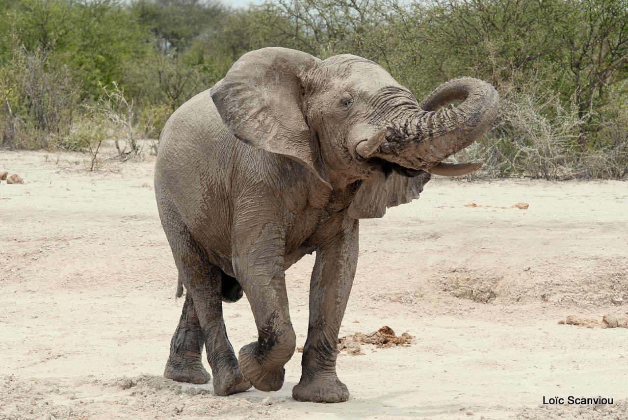 Elephant (45)