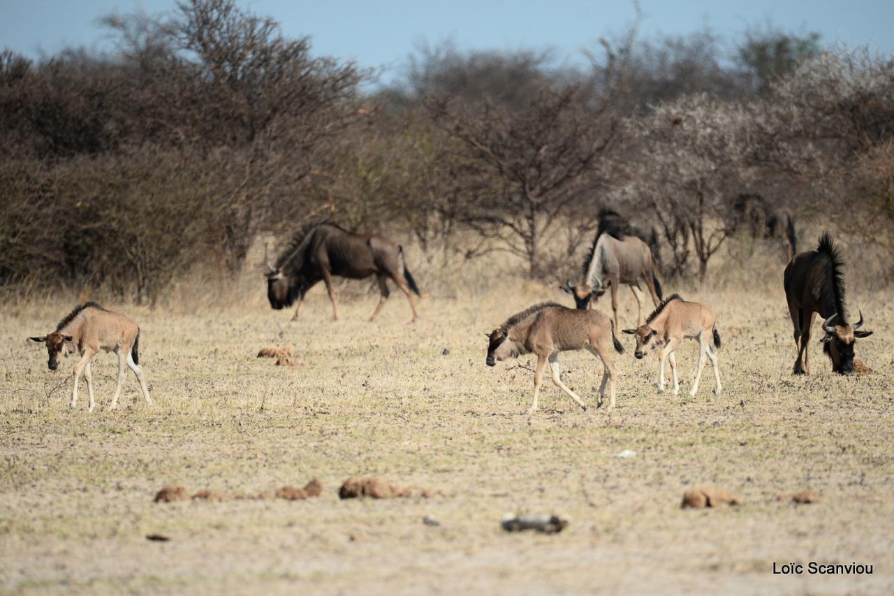 Gnou/Wildebeest (2)