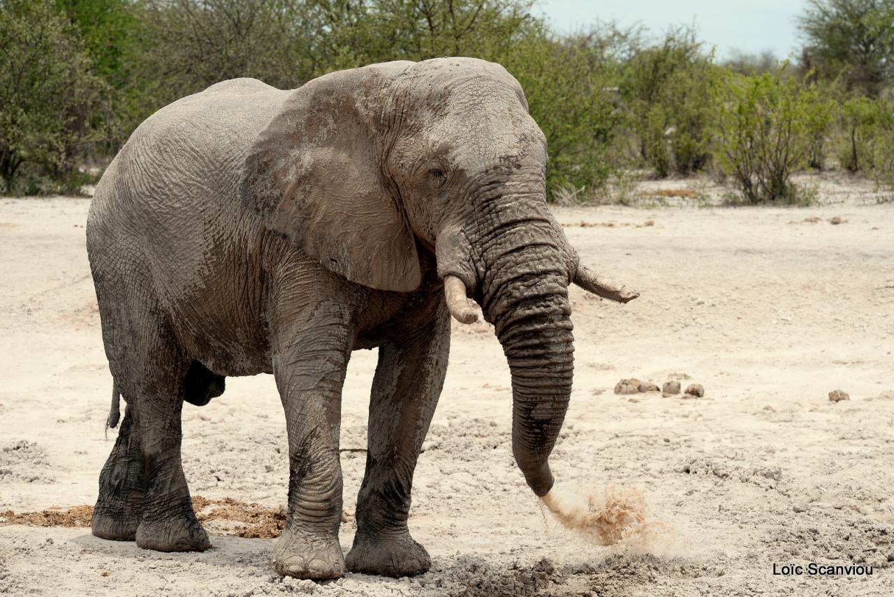Elephant (47)