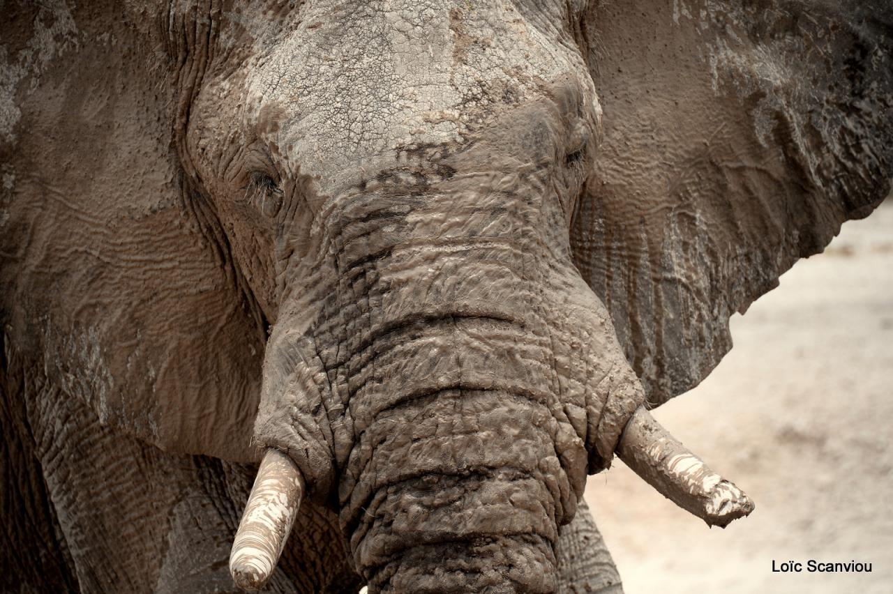 Elephant (51)