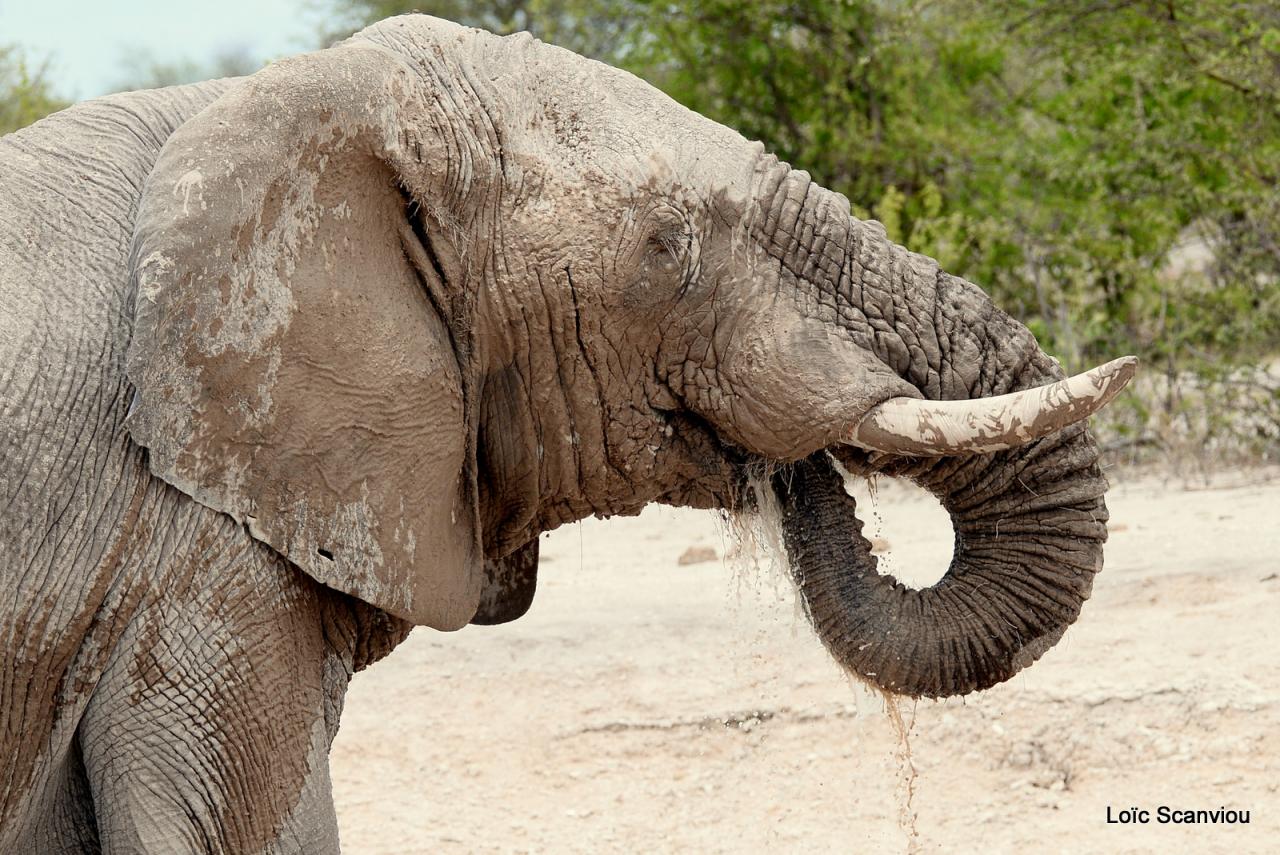 Elephant (52)