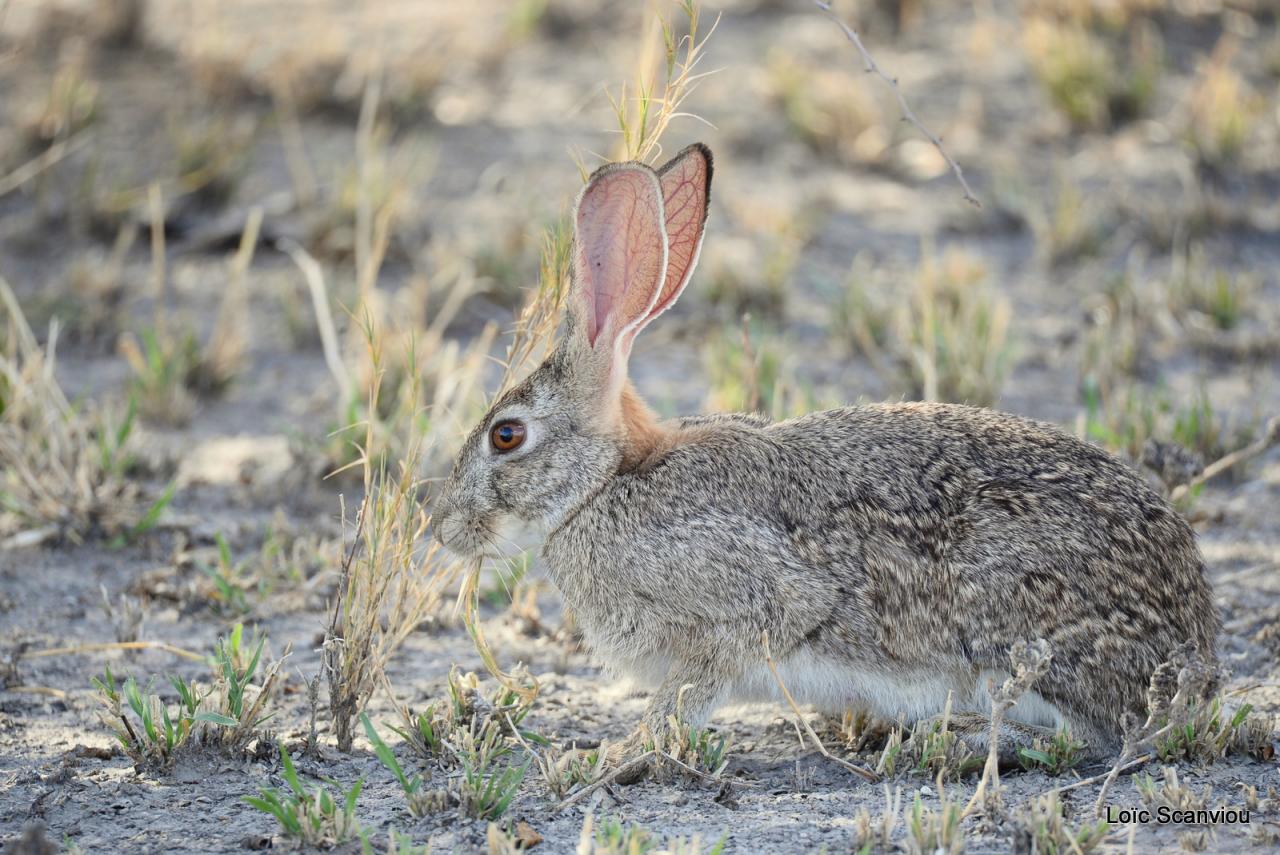 Lièvre/Hare (1)