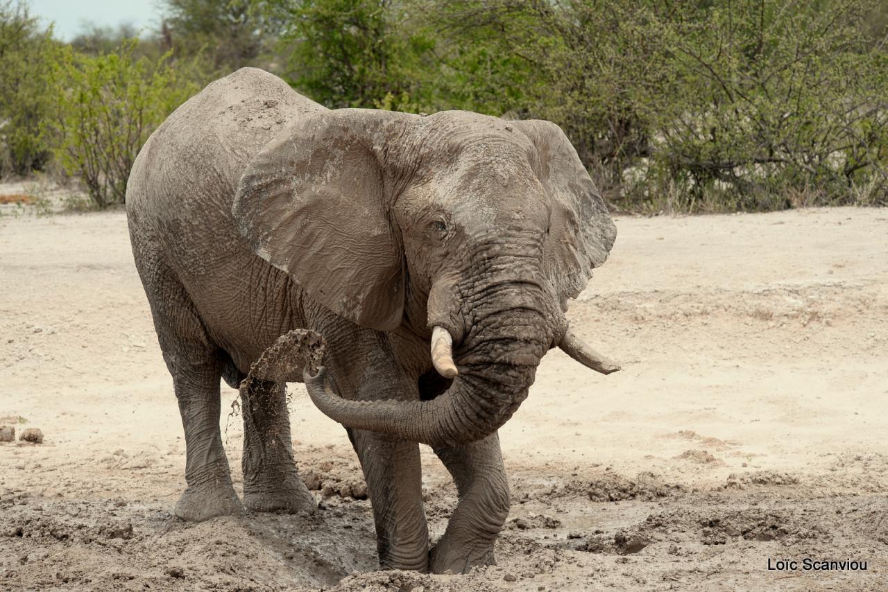 Elephant (57)