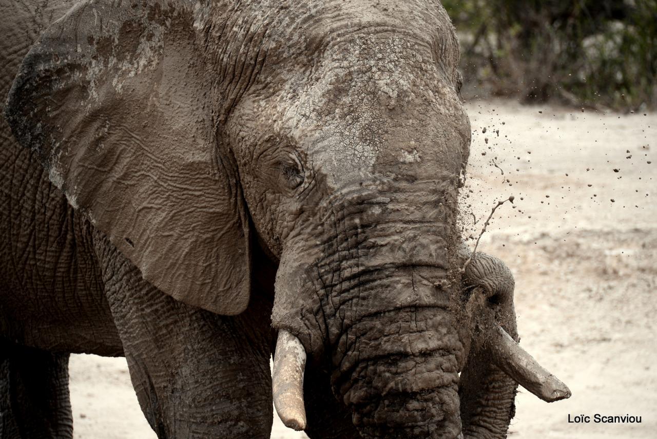 Elephant (58)