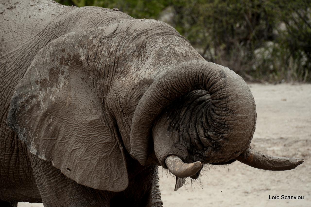 Elephant (59)