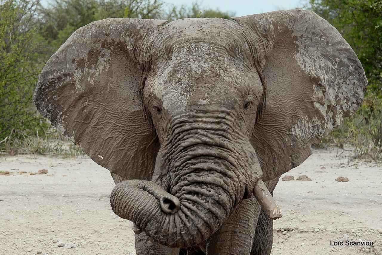 Elephant (60)
