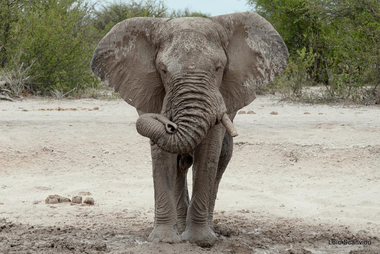 Elephant (61)