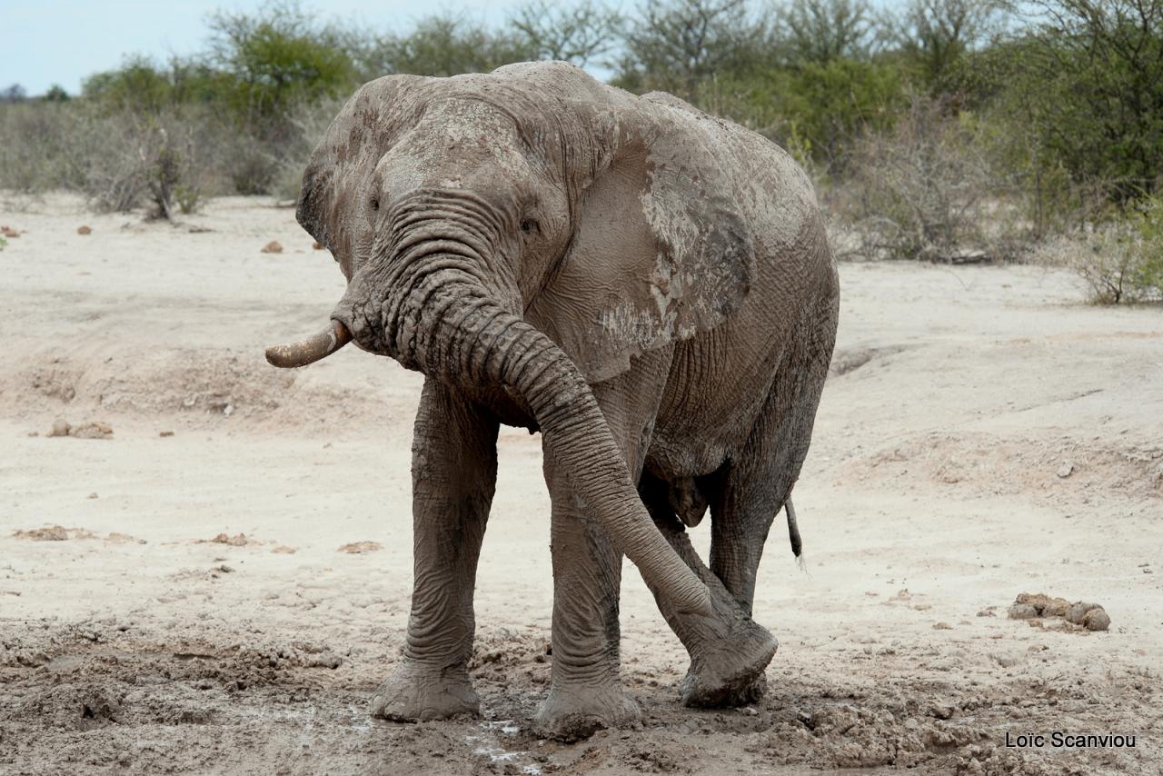 Elephant (62)