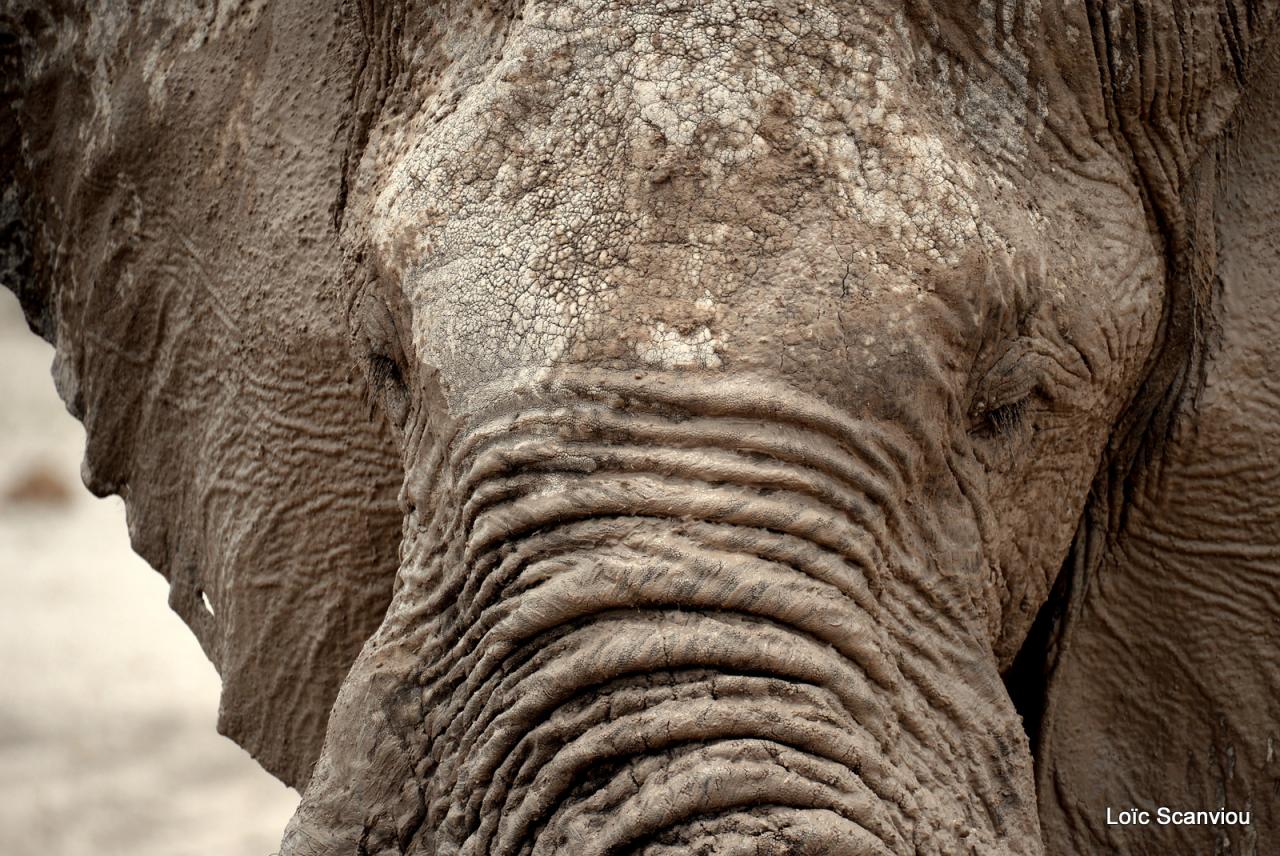 Elephant (63)