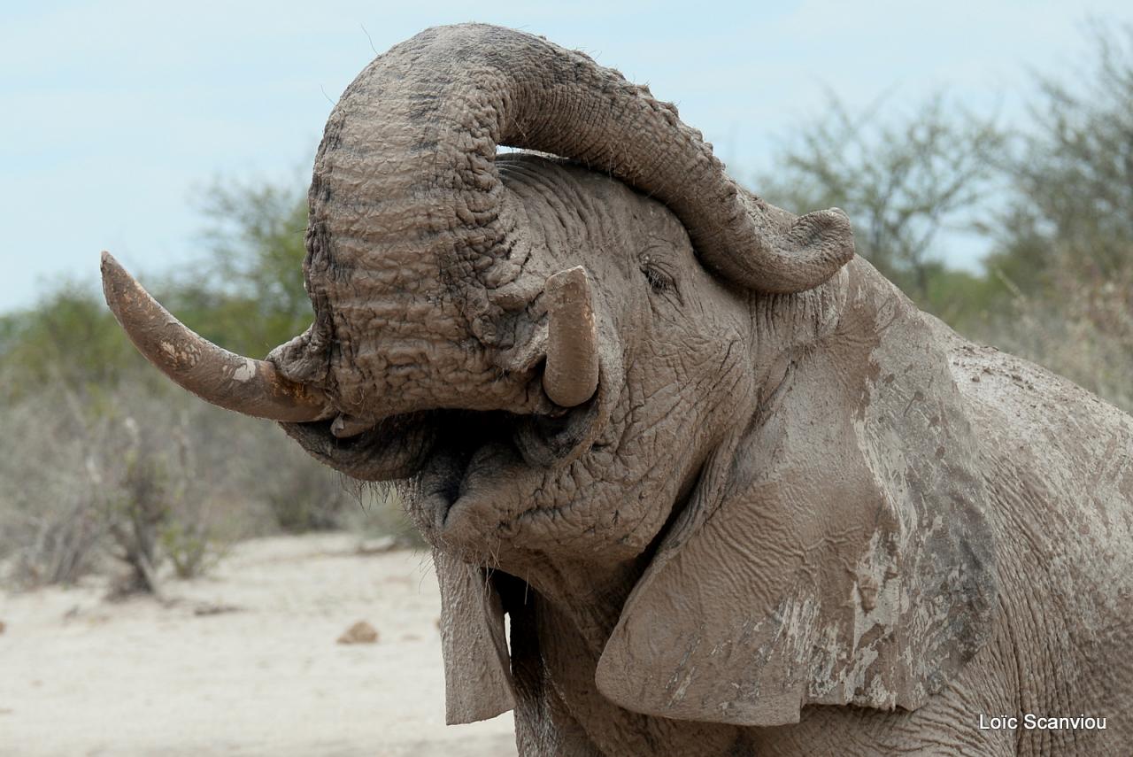 Elephant (64)