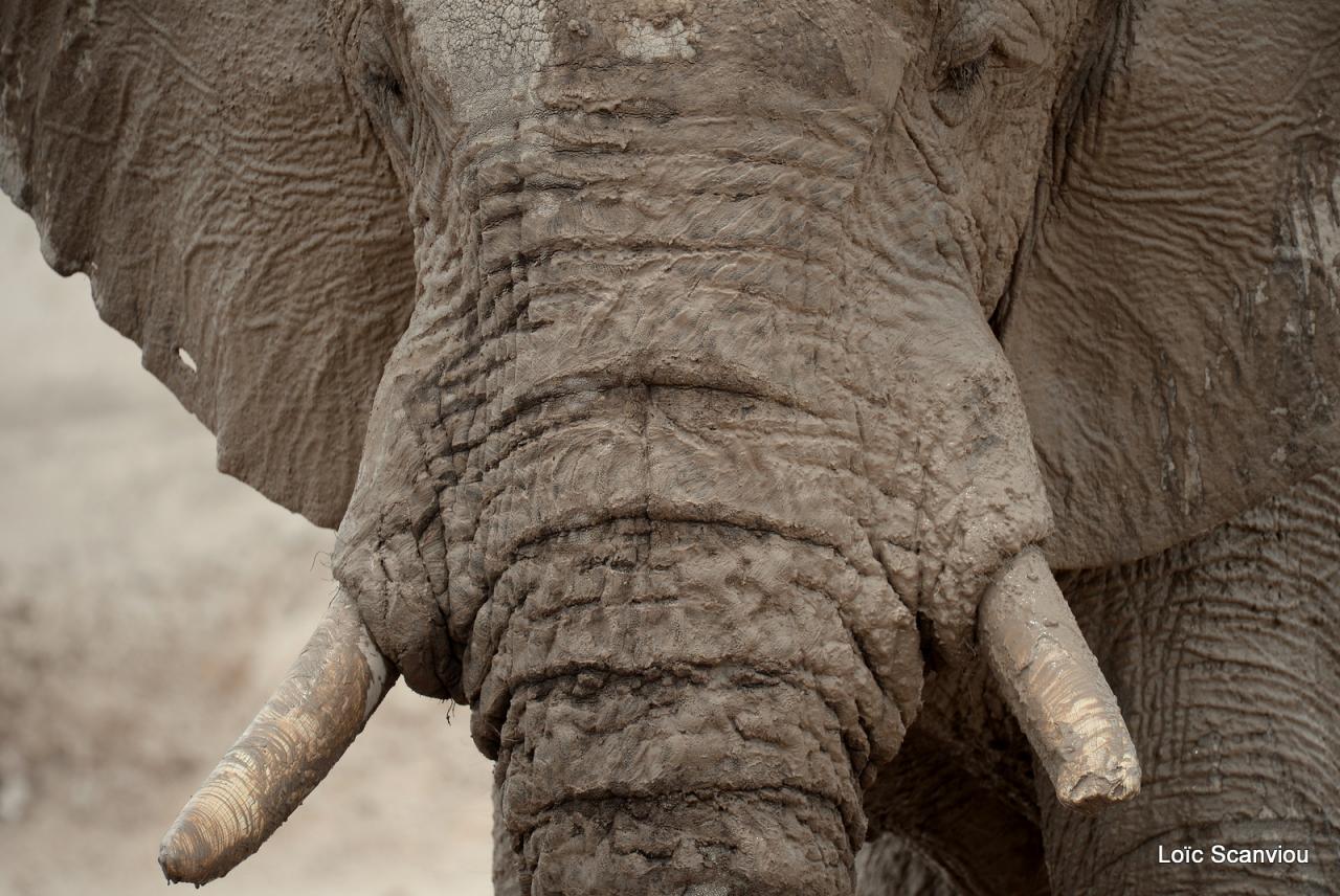 Elephant (65)
