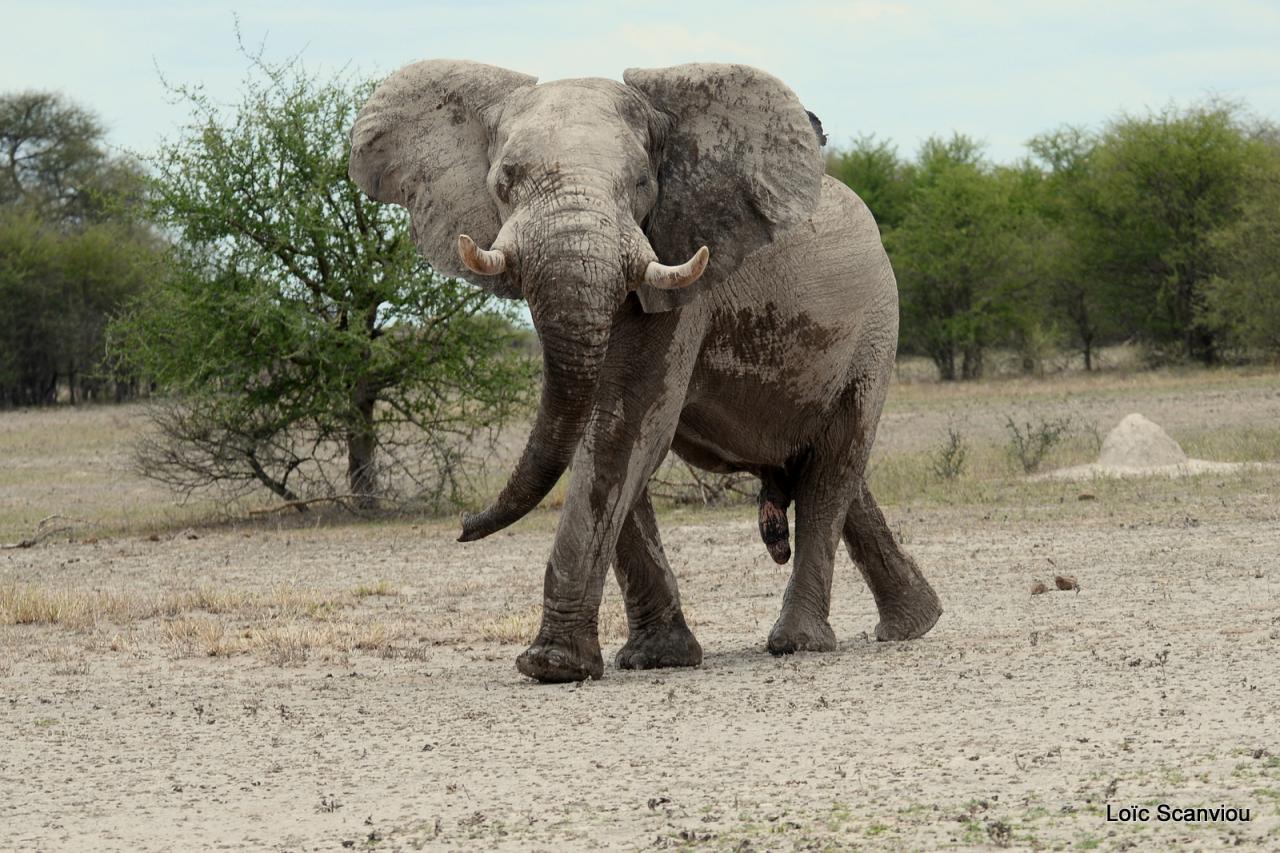 Elephant (66)