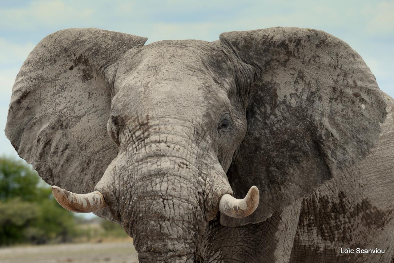Elephant (67)
