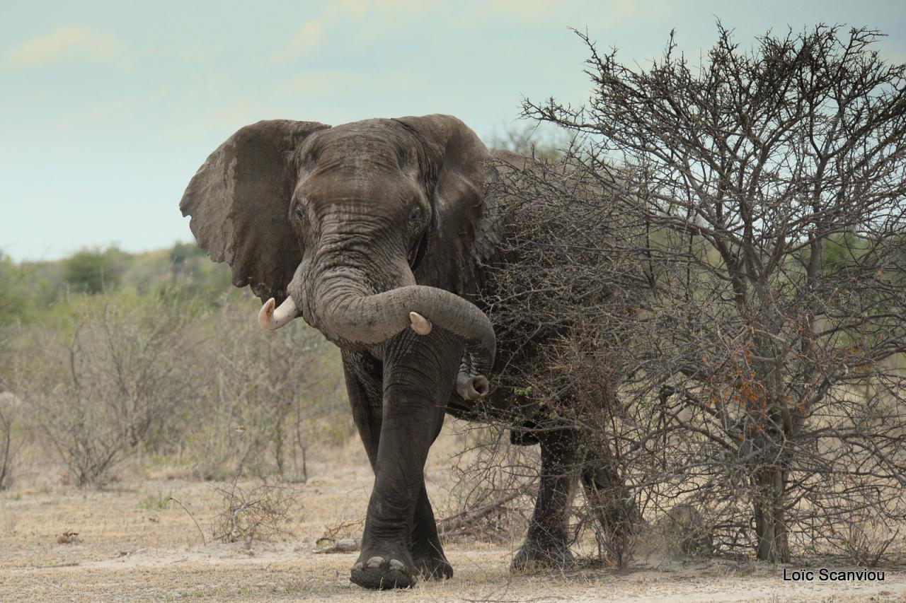 Elephant (68)