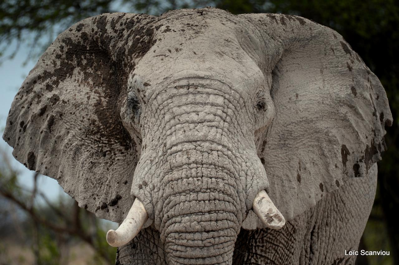 Elephant (69)