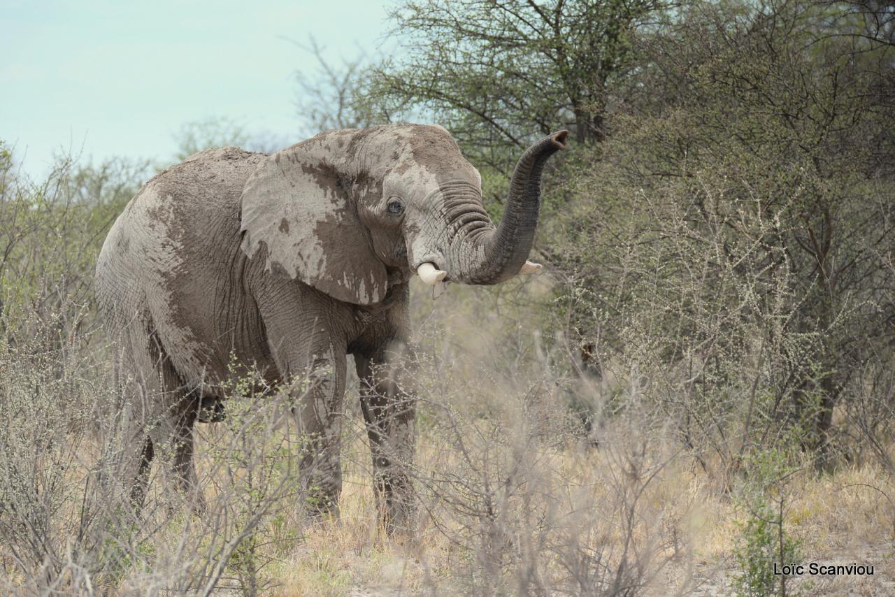 Elephant (70)