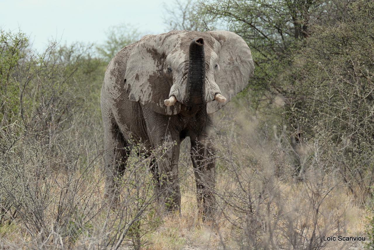 Elephant (71)