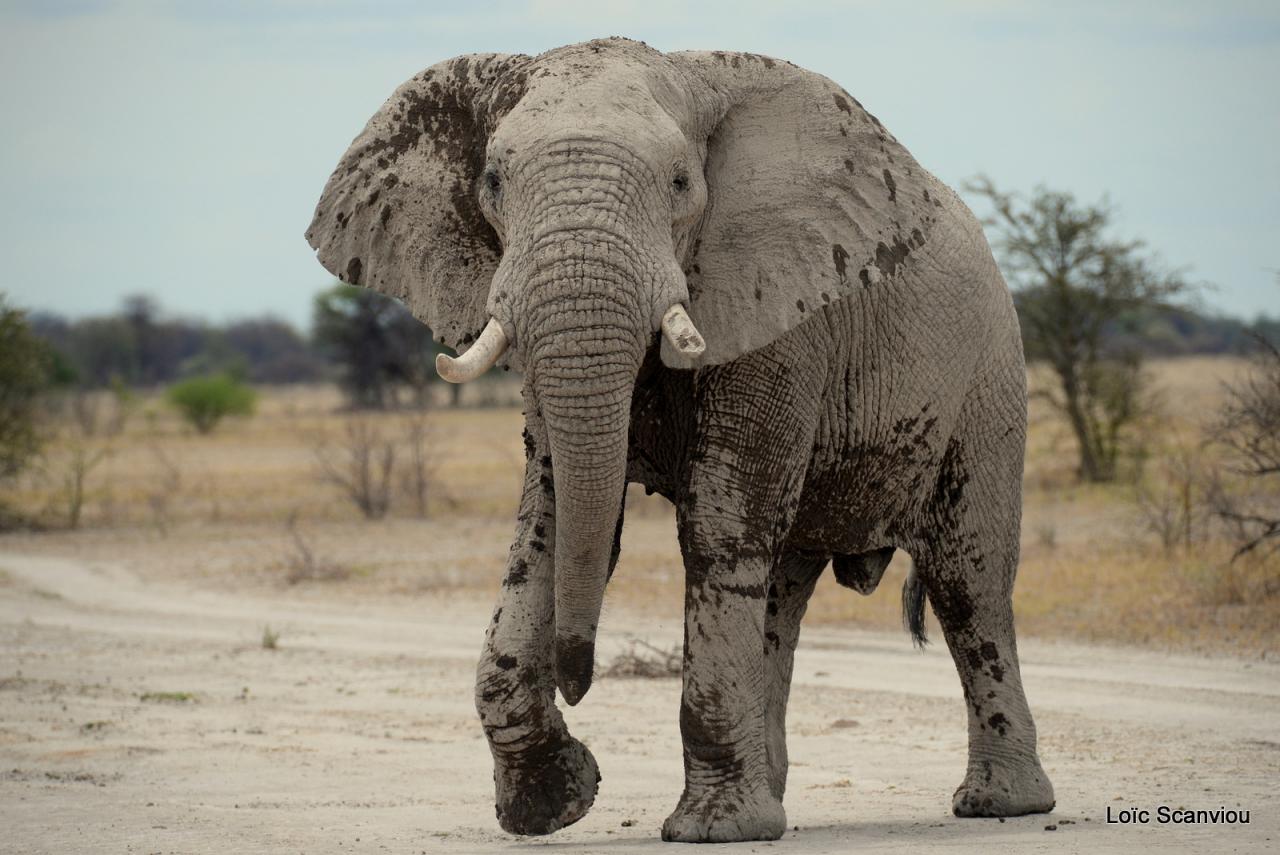 Elephant (73)
