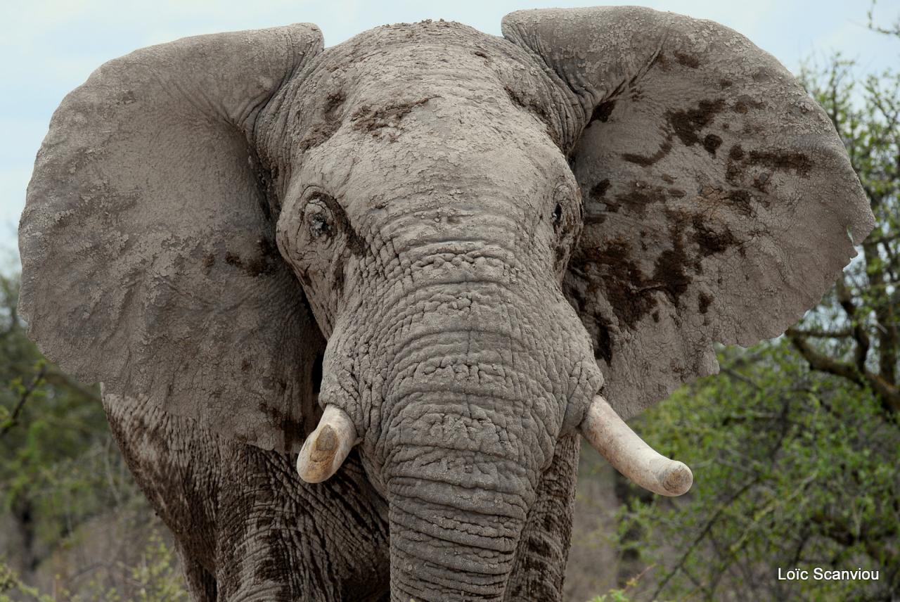 Elephant (74)