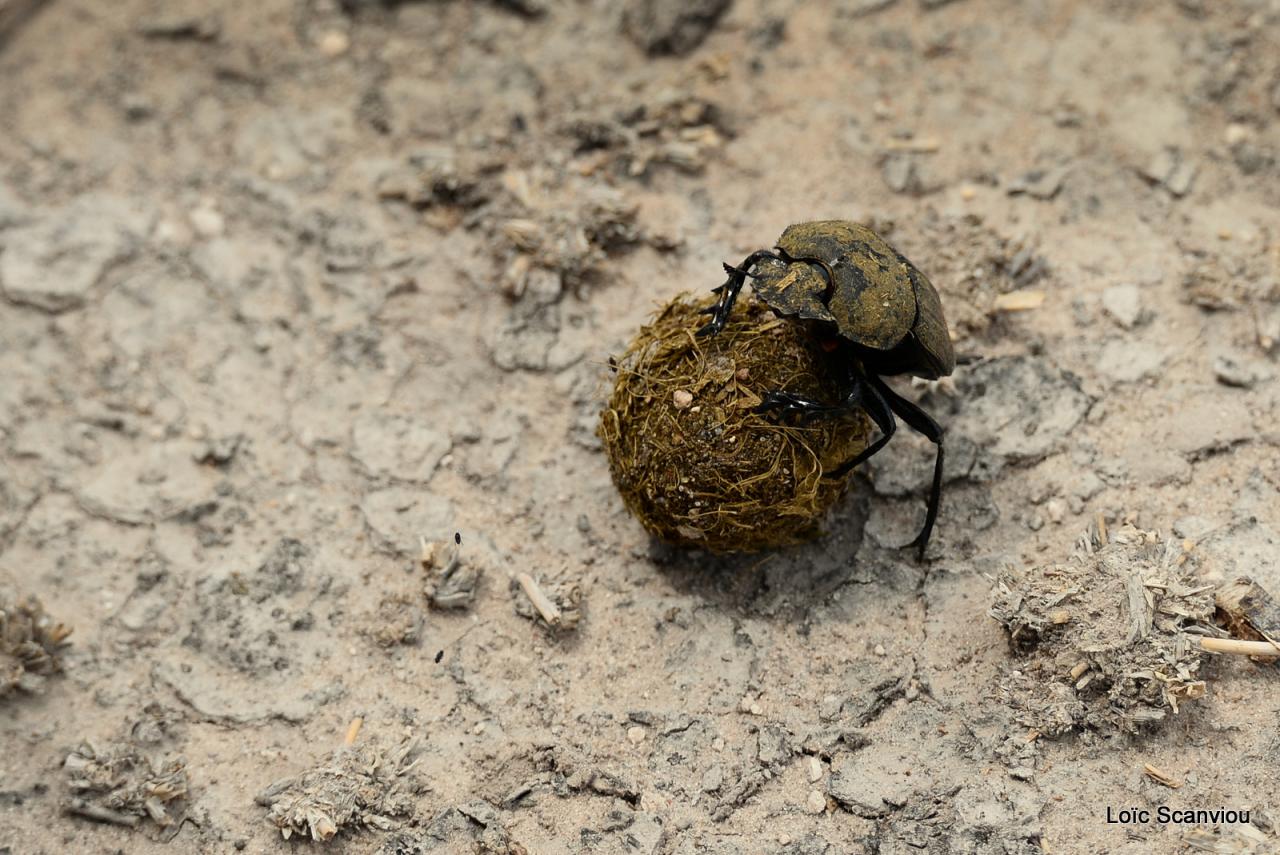 Bousier/Dung Beetle (1)