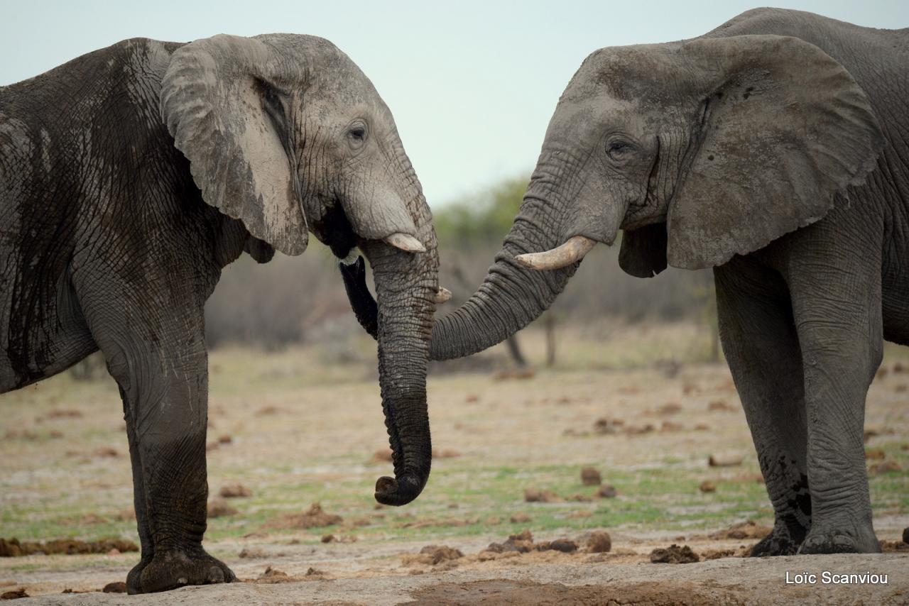 Elephant (75)