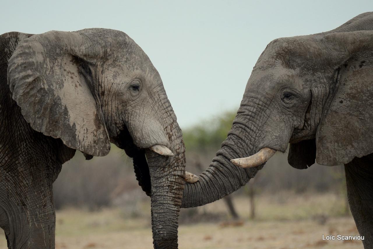Elephant (76)