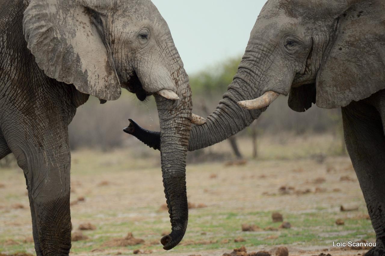 Elephant (77)