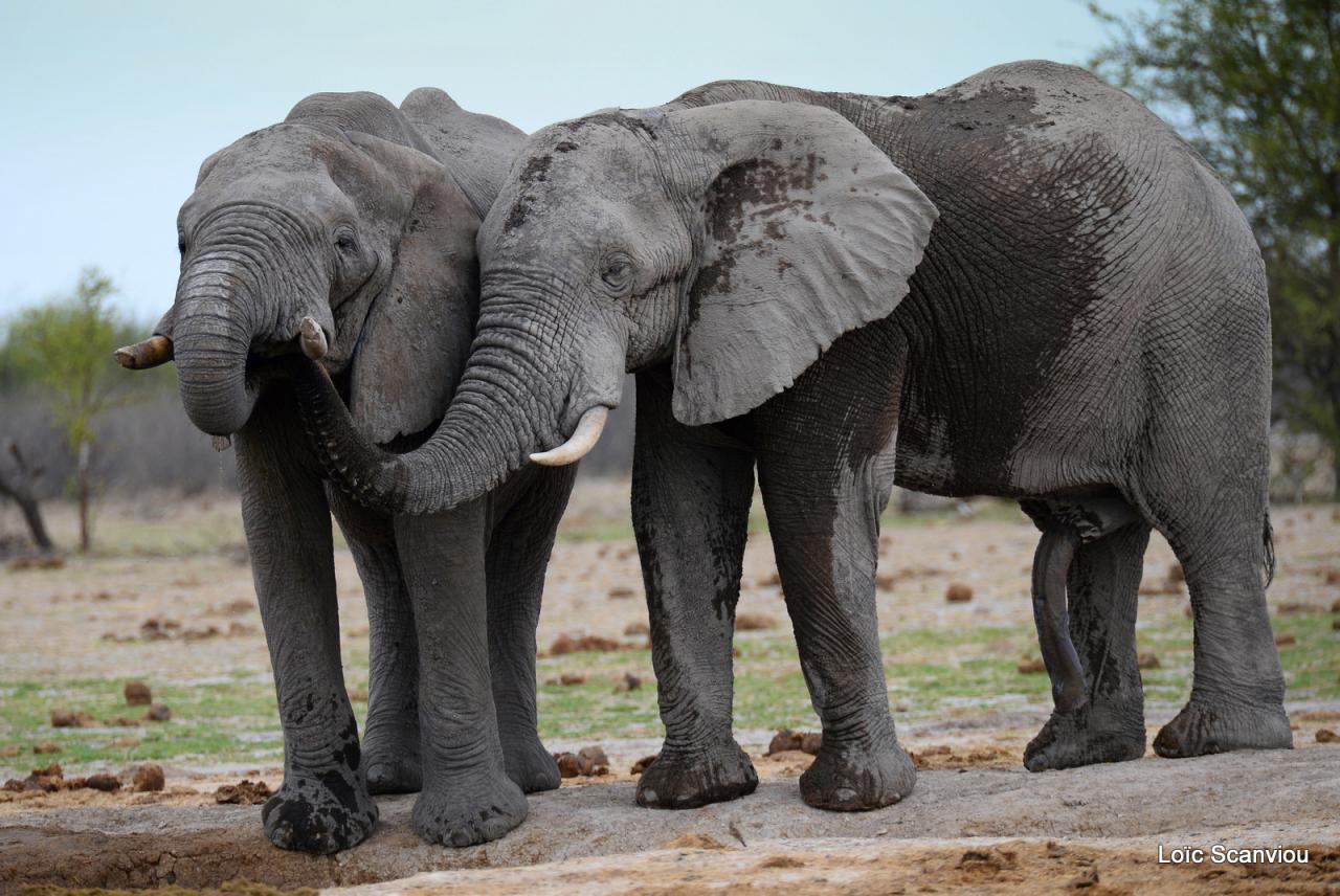 Elephant (78)