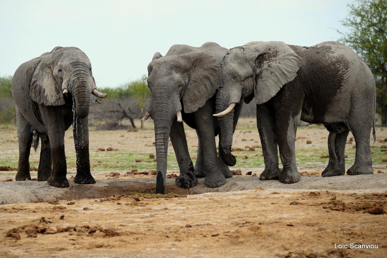 Elephant (79)