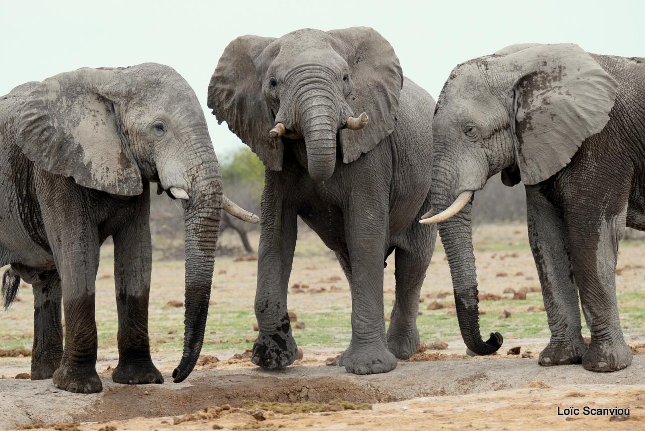 Elephant (80)