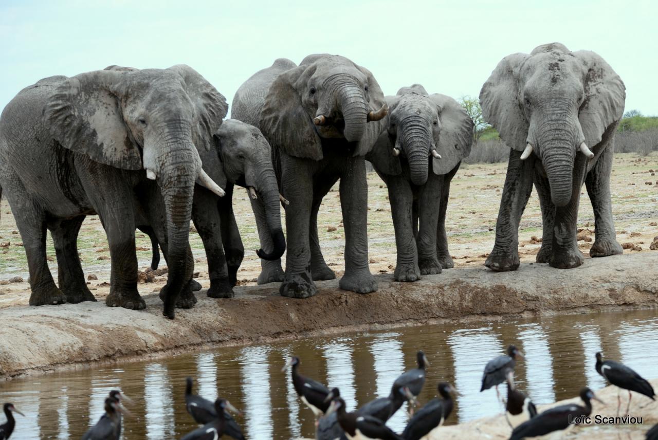 Elephant (81)