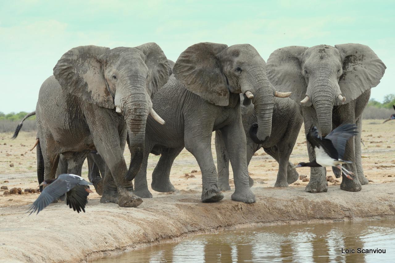Elephant (82)