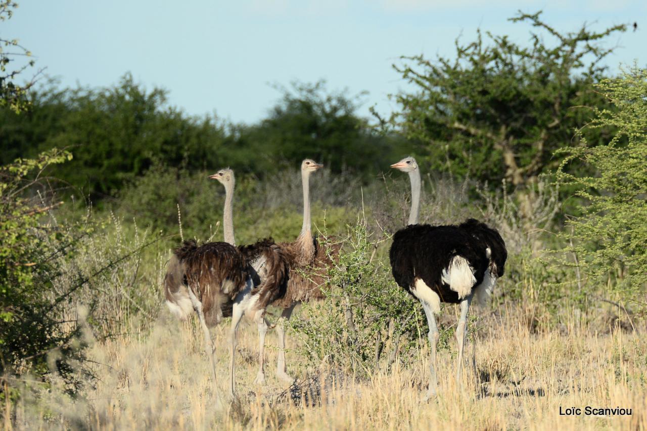 Autruche/Ostrich (1)