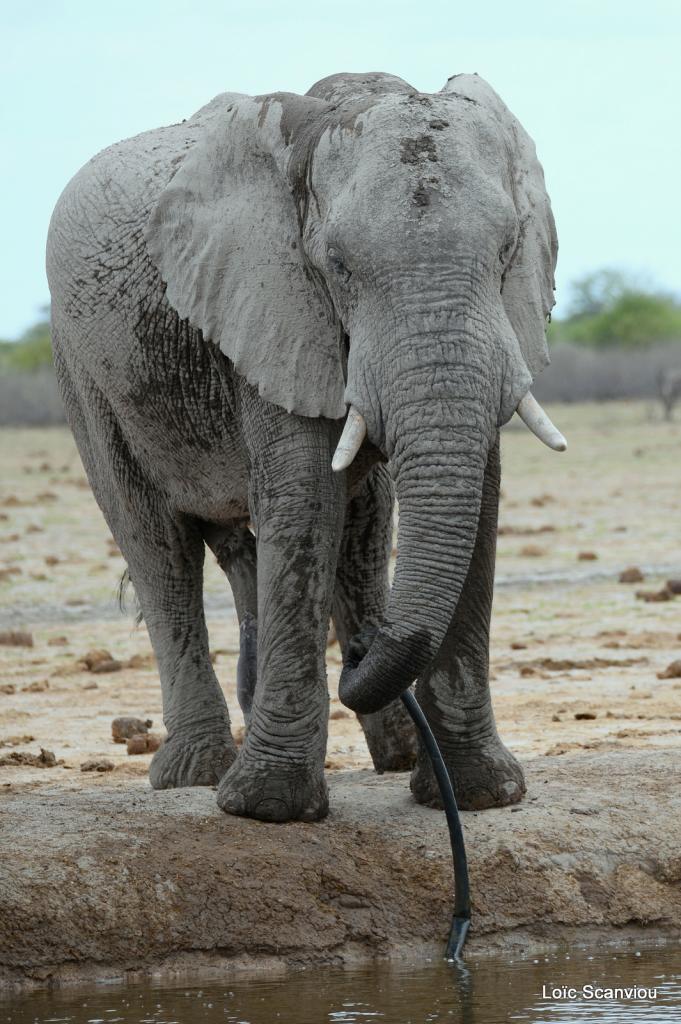 Elephant (83)