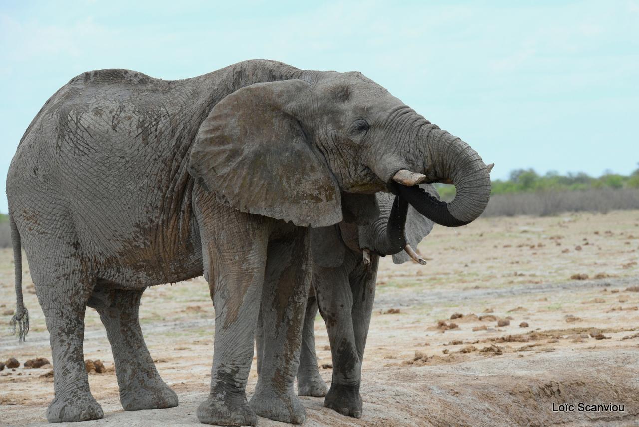 Elephant (84)
