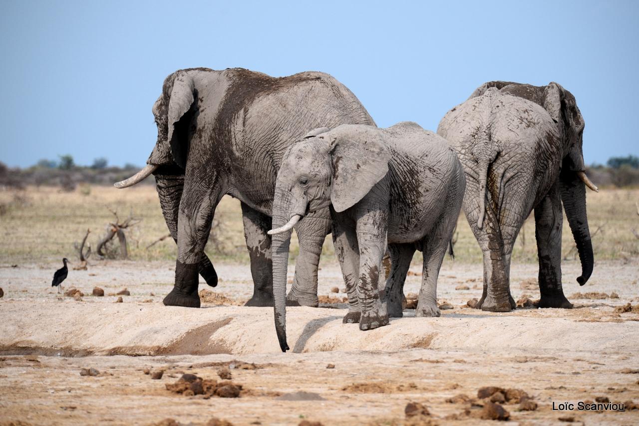 Elephant (85)