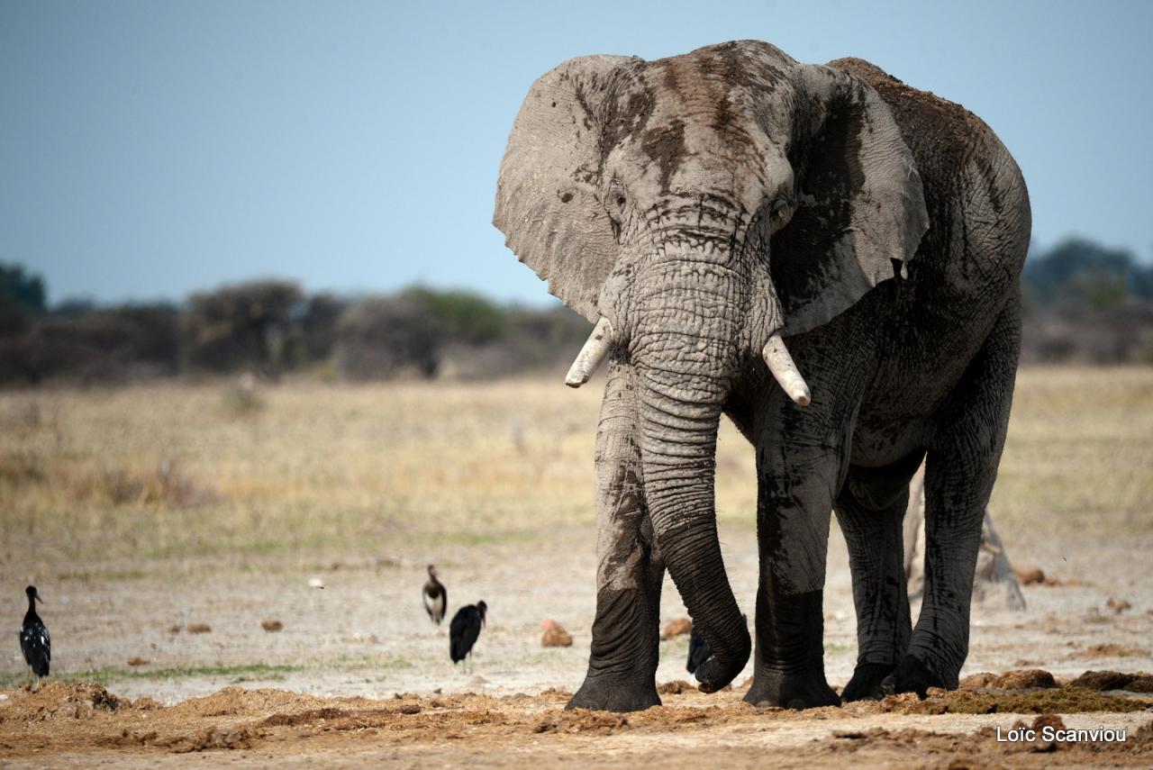 Elephant (86)