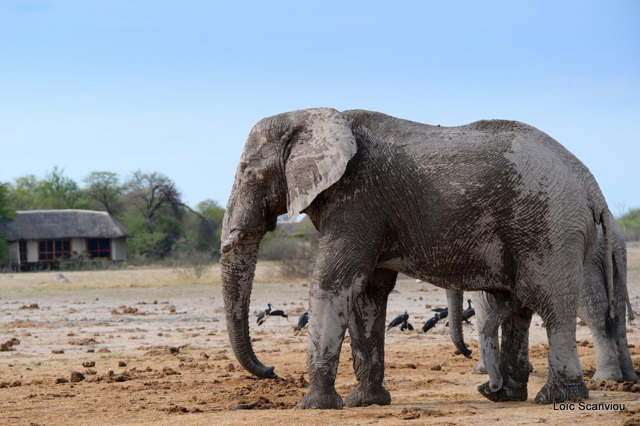 Elephant (87)