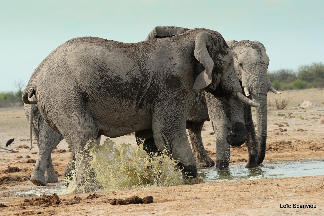 Elephant (88)