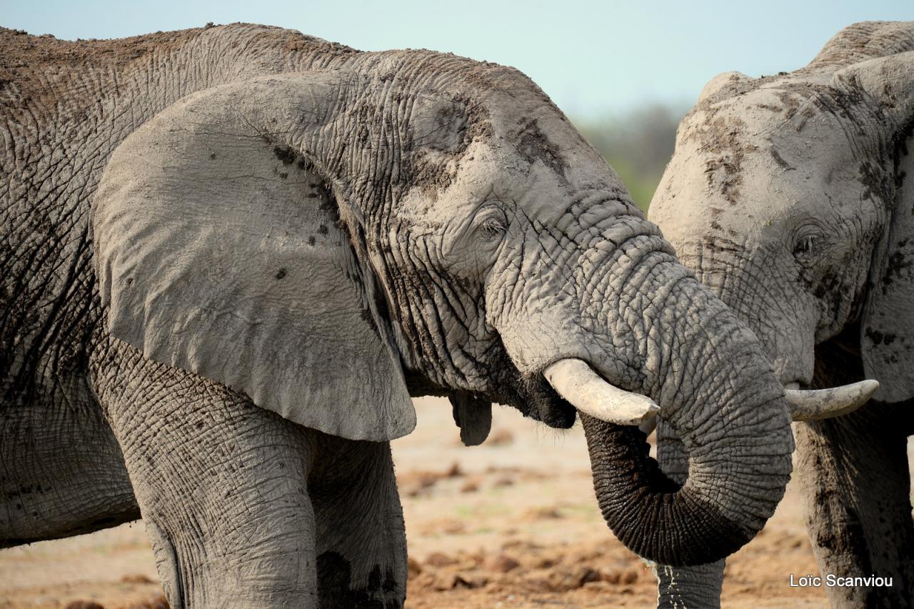 Elephant (89)