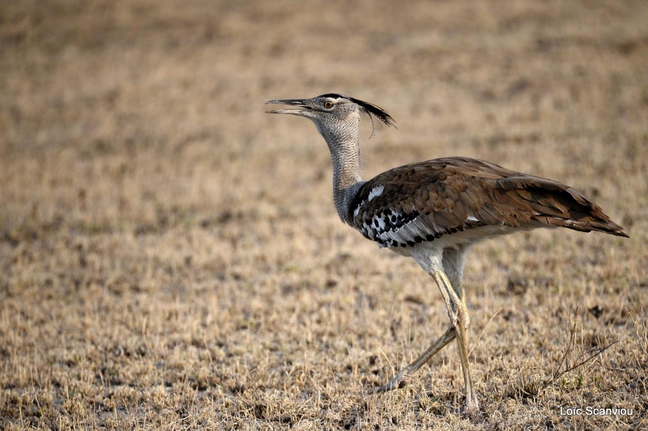 Outarde Kori/Kori Bustard (3)