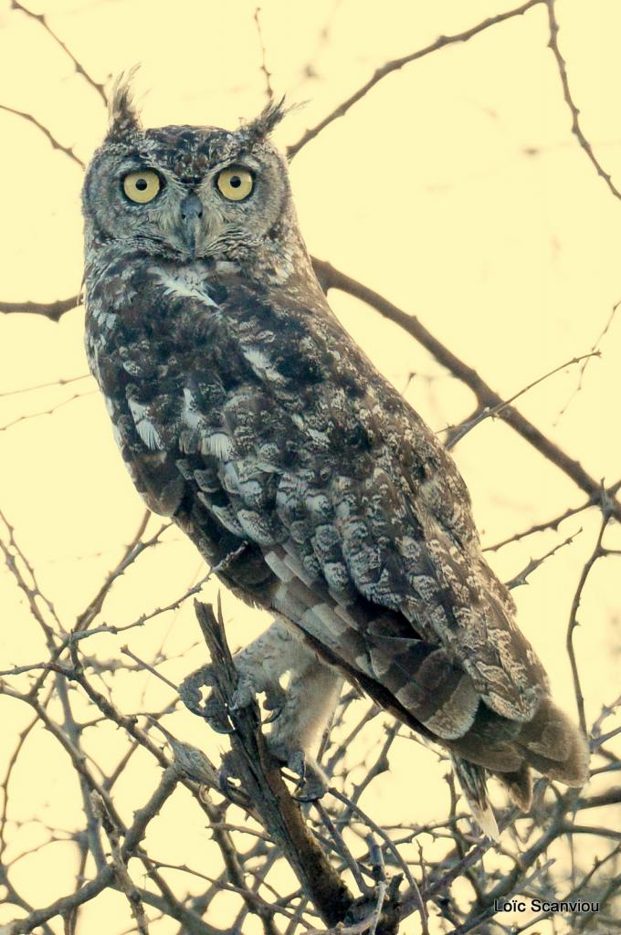 Grand-duc africain/Spotted Eagle-Owl (1)