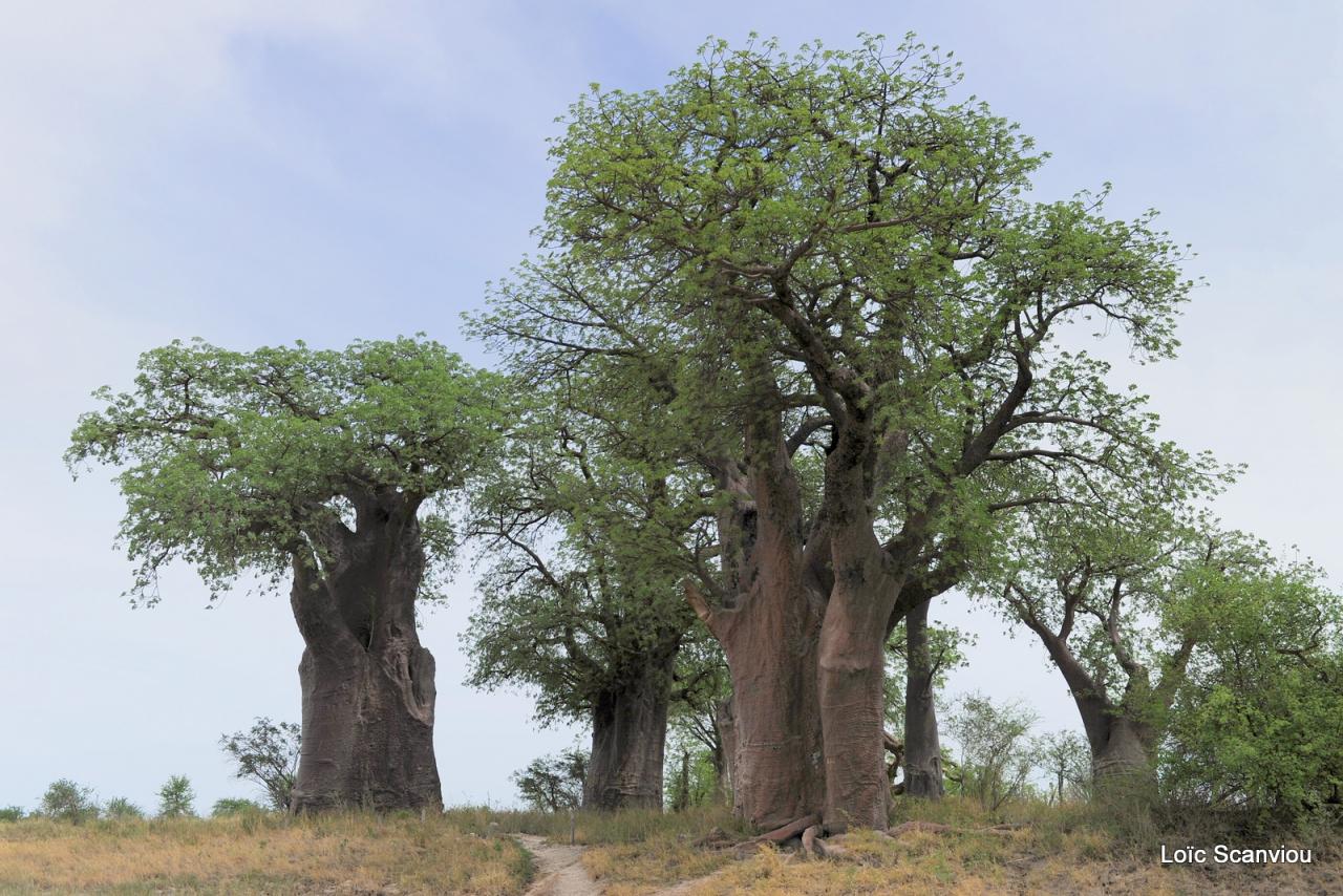 Baines Baobabs (1)