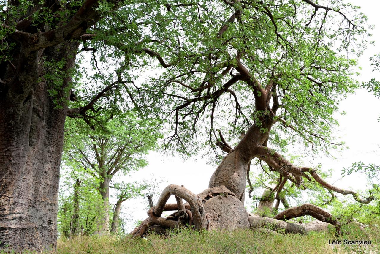 Baines Baobabs (2)